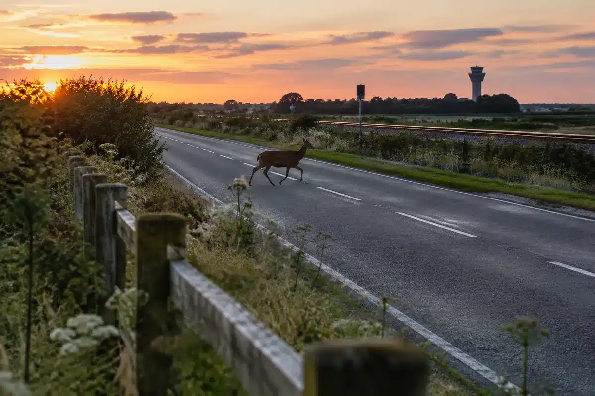 Wildtiere fernhalten: neue KI warnt vor Zügen, Flughäfen und Straßen